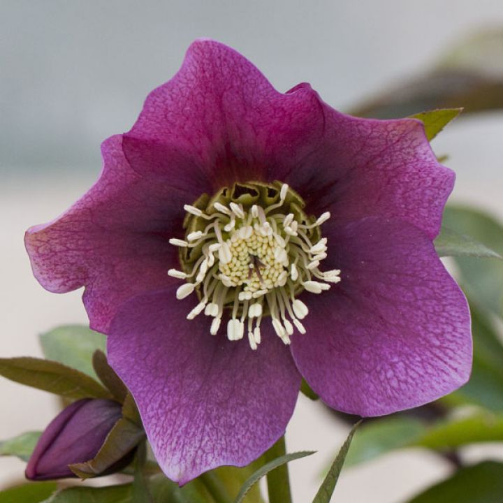 Helleborus orientalis 'Pretty Ellen Red'